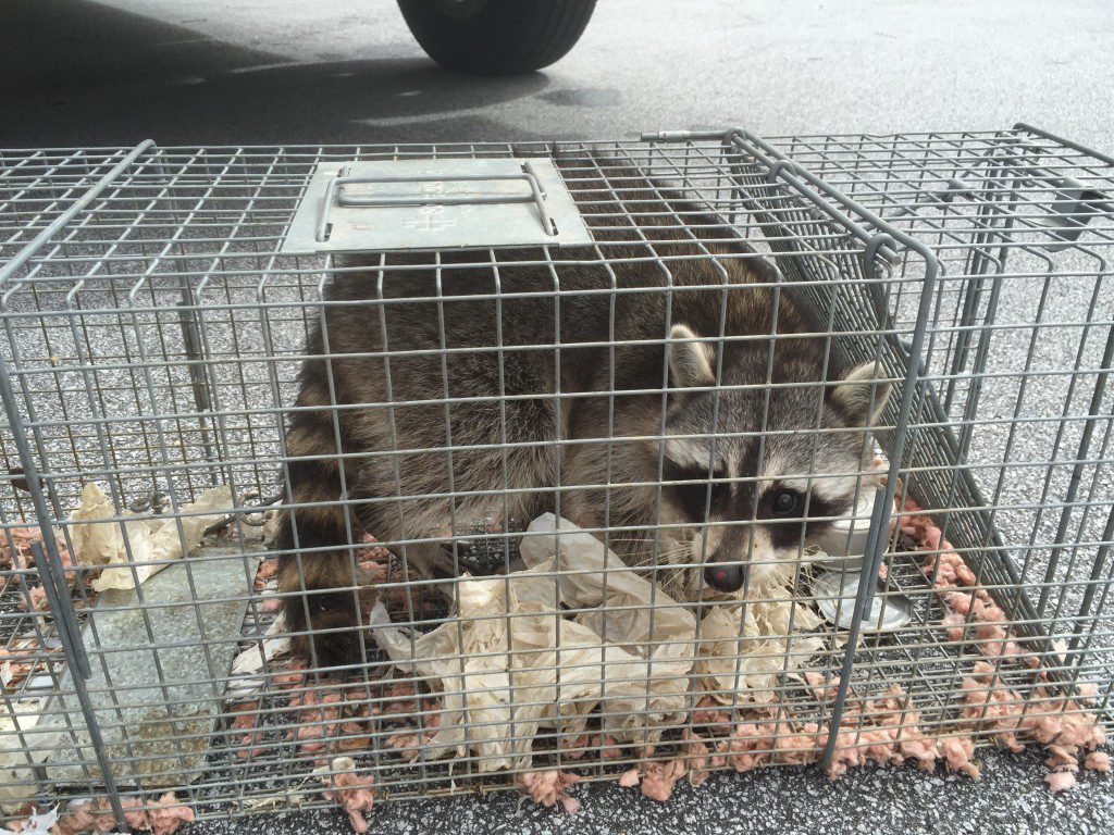 raccoon trapping atlanta gwinnett buford decatur marietta