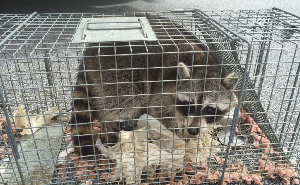 raccoon trapping atlanta gwinnett buford decatur marietta