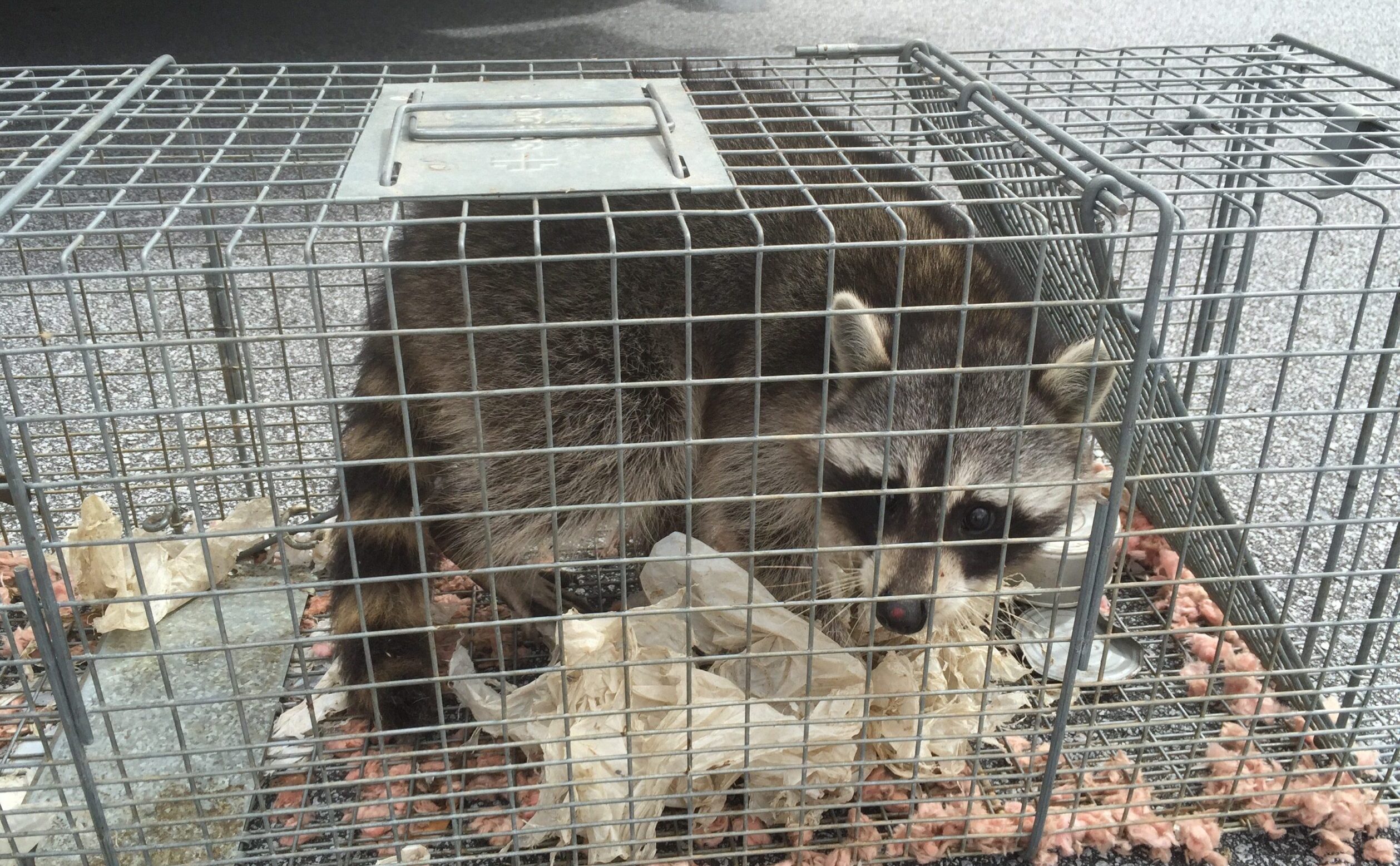 raccoon trapping atlanta gwinnett buford decatur marietta