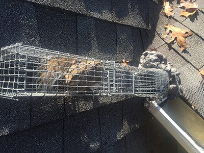 squirrel removal trapping attic wildlife exclusion