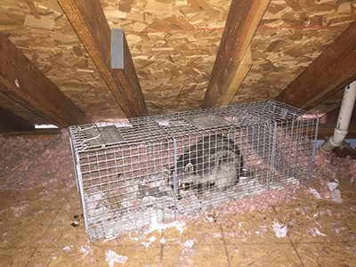 raccoon removal trapping 4