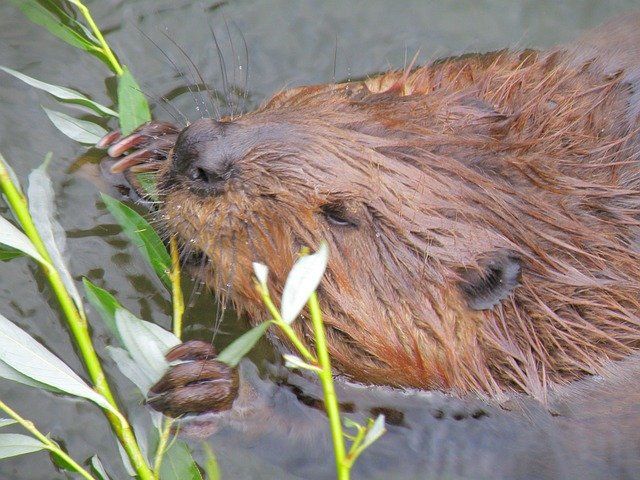 atlanta beaver in lake lanier