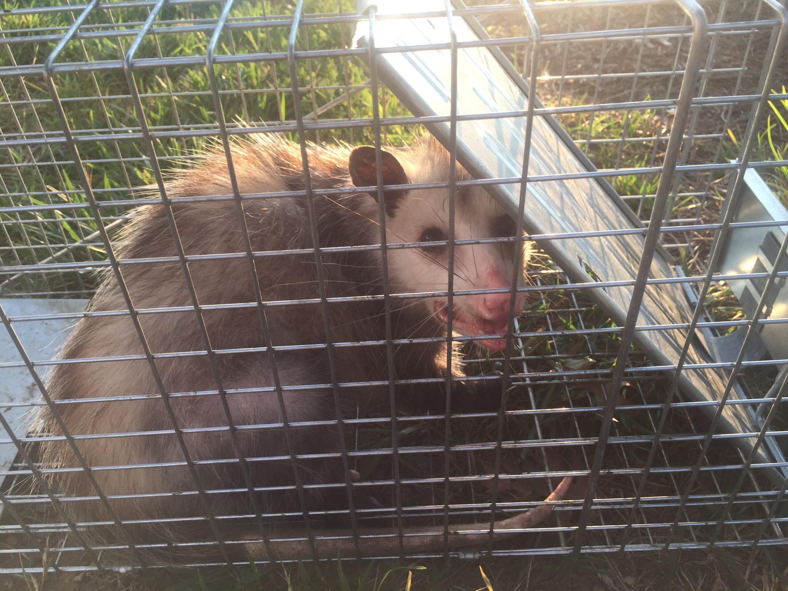 Home wildlife exclusion in Braselton GA