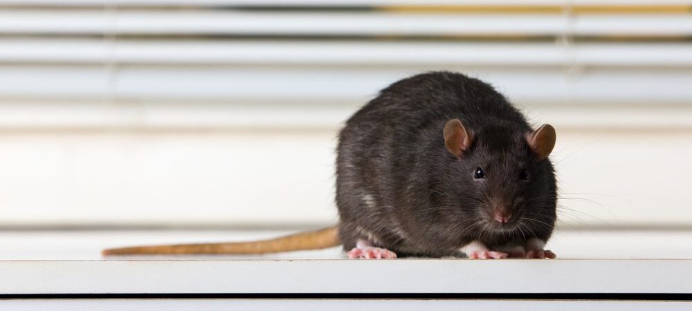 Rodents can contaminate stored food