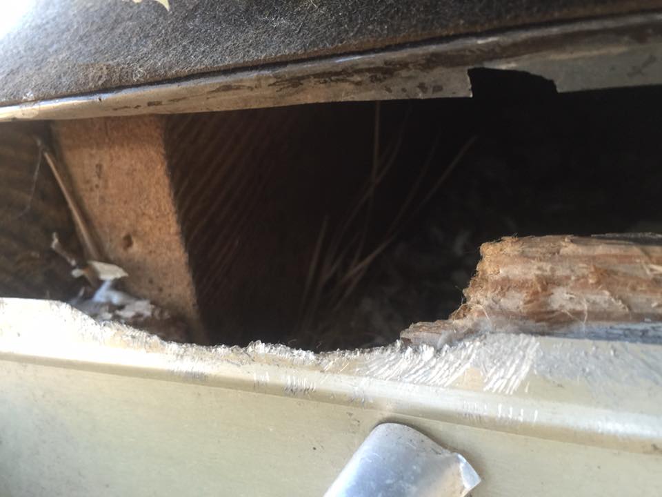 Animal damage repair in Atlanta for wildlife home damage