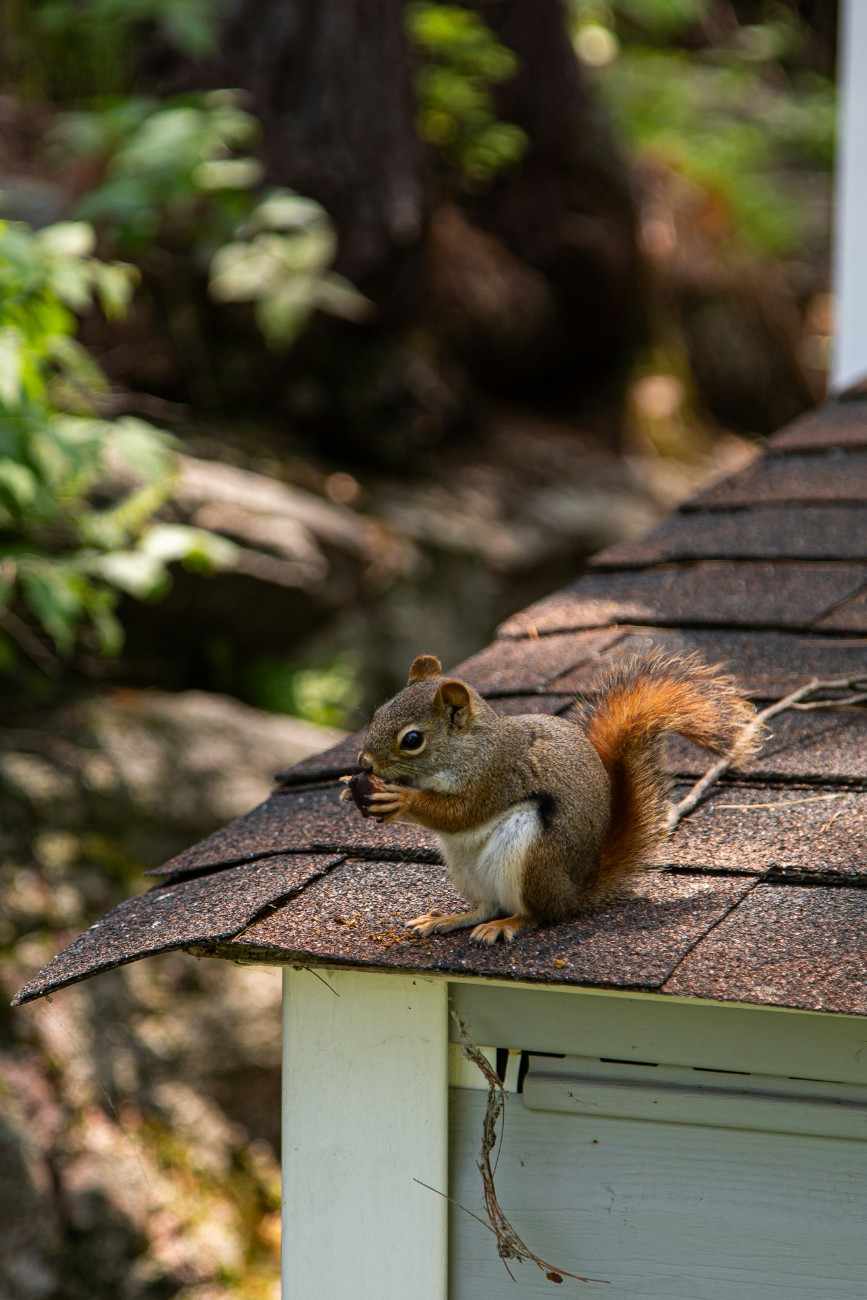 Squirrel nesting damage inside attic insulation