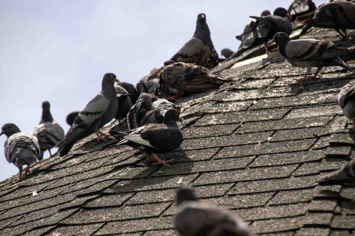 Wildlife Removal Braselton GA home protectio