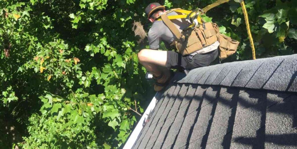 Professional roofline animal proofing