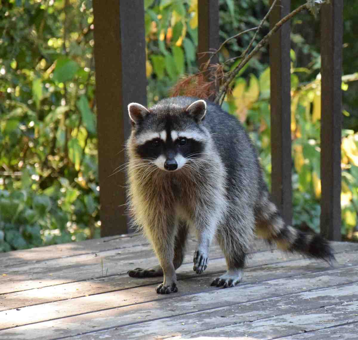Raccoon damage inside an attic requiring restoration