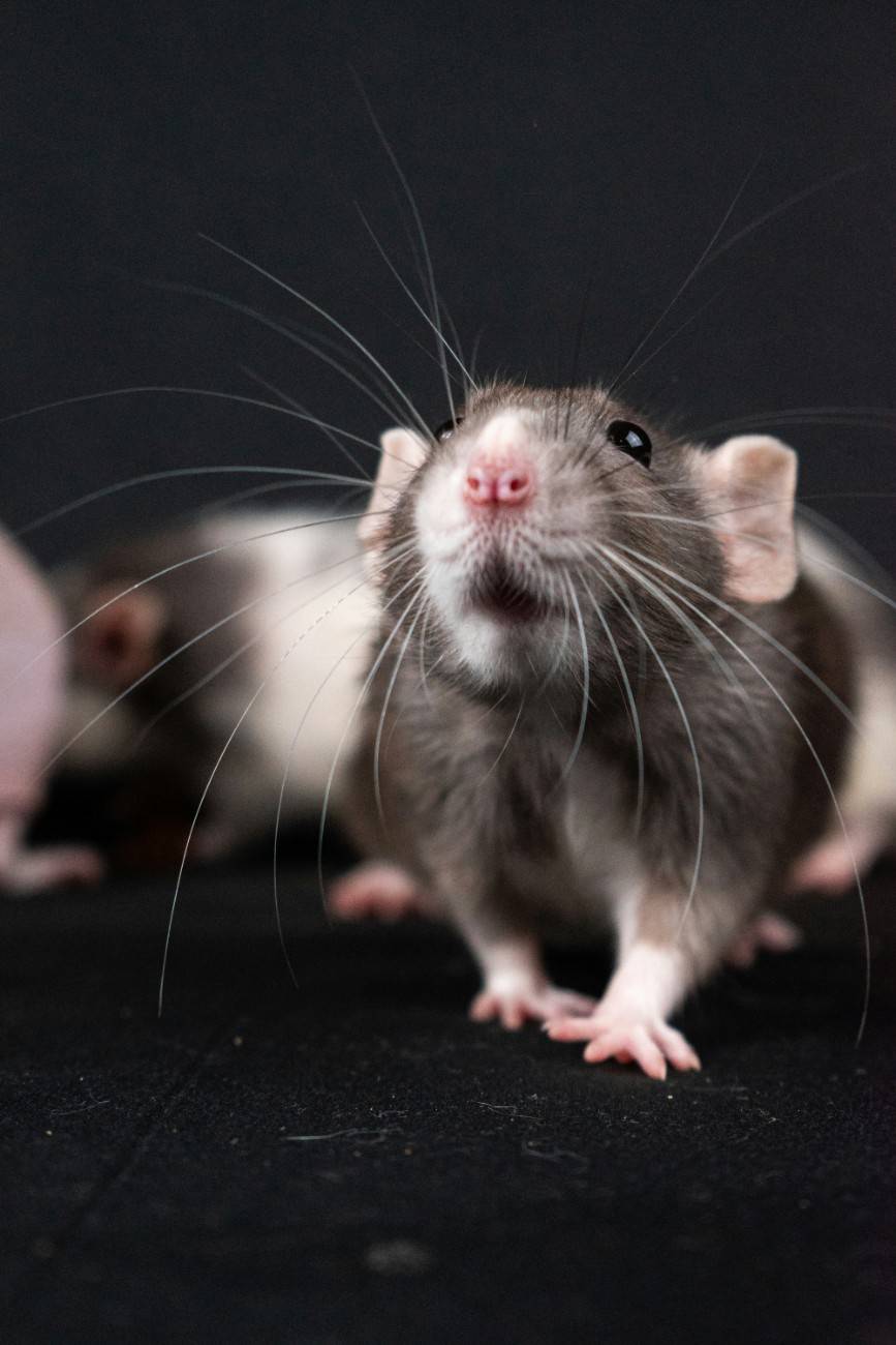 Rodent infestation causing attic insulation damage