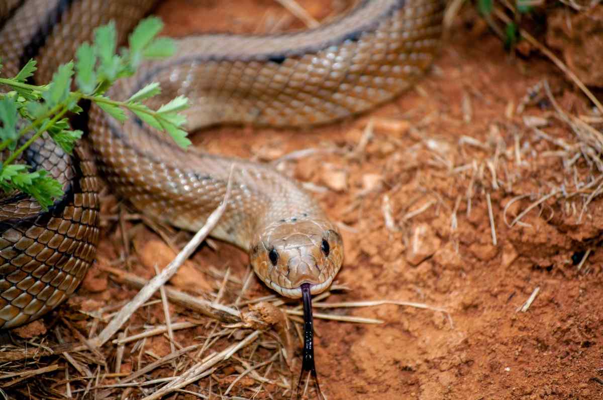 Snake wildlife removal in Cumming GA residential property