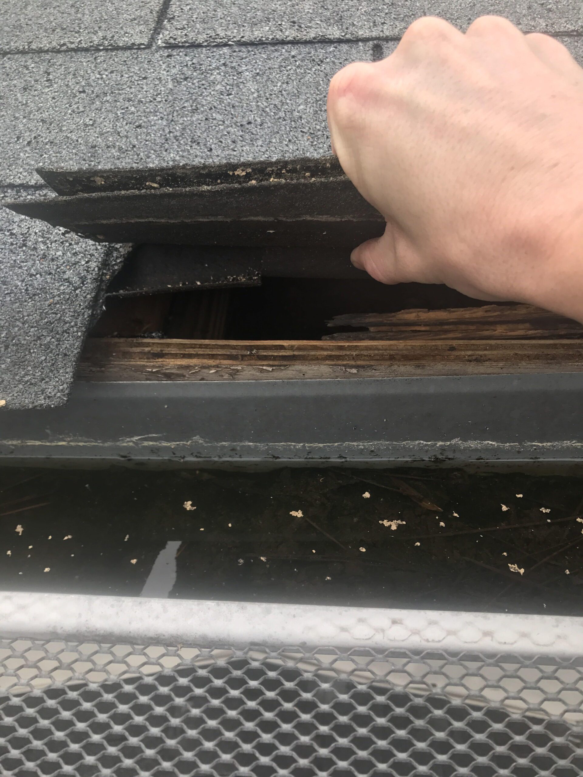 Wildlife proof roofline