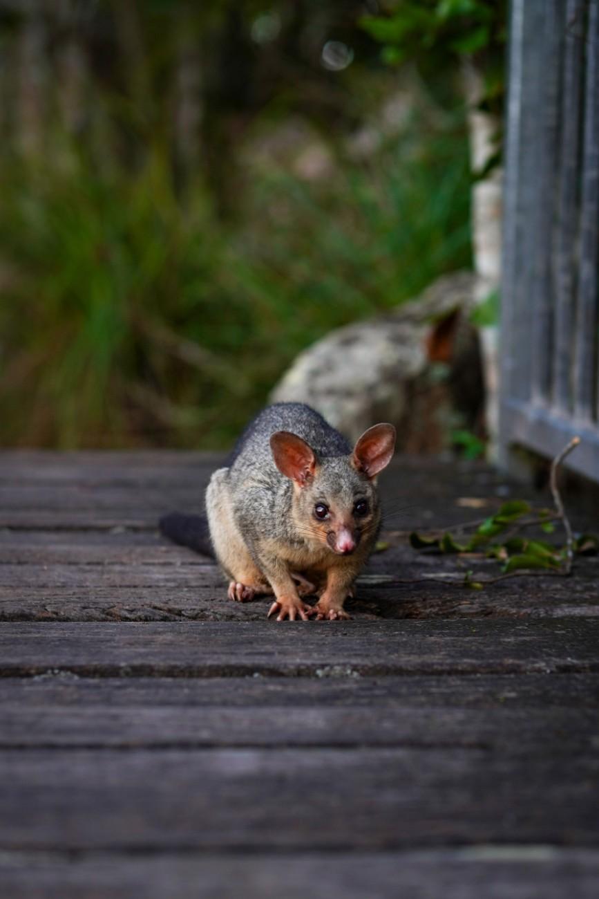 Professional wildlife removal in Canton GA
