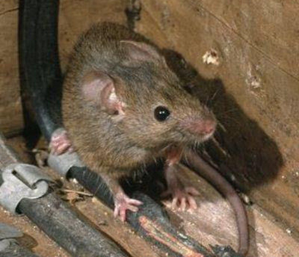 Wildlife removal Braselton GA attic inspection