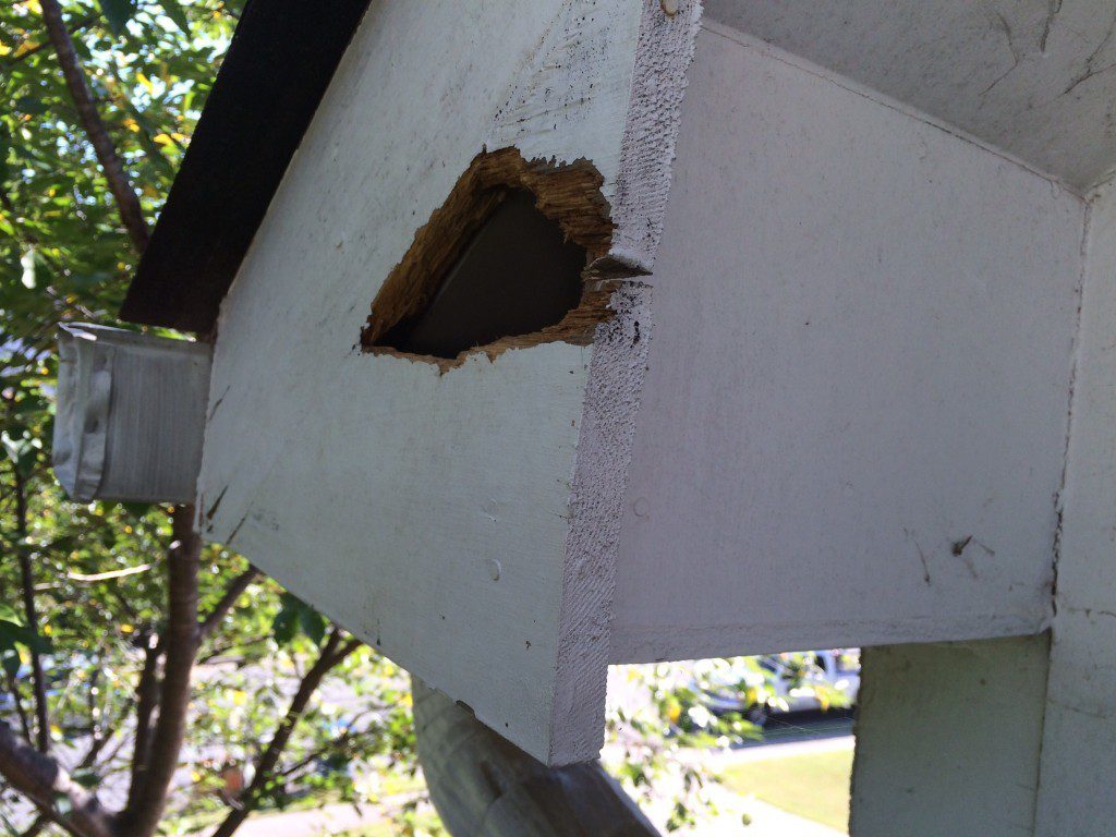 Soffit and fascia inspection before repair