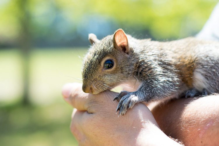 When Are Squirrels Active in the Attic - Squirrelcontrol.ca